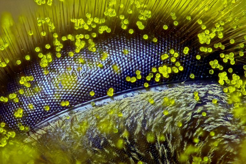Глаз пчелы (Apis Mellifera), покрытый пыльцой одуванчика при 120-кратном увеличении.