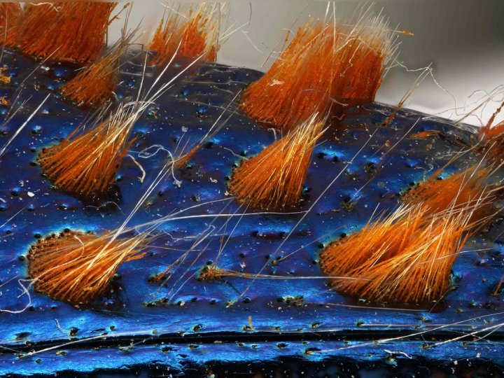 Детализированное изображение жука-златки (Carchesium ciliates) в 32x увеличении