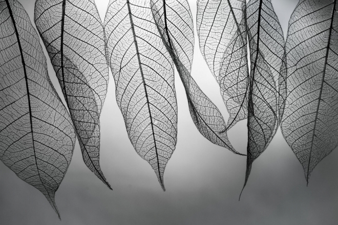 Абстрактное искусство в простых листьях - №1