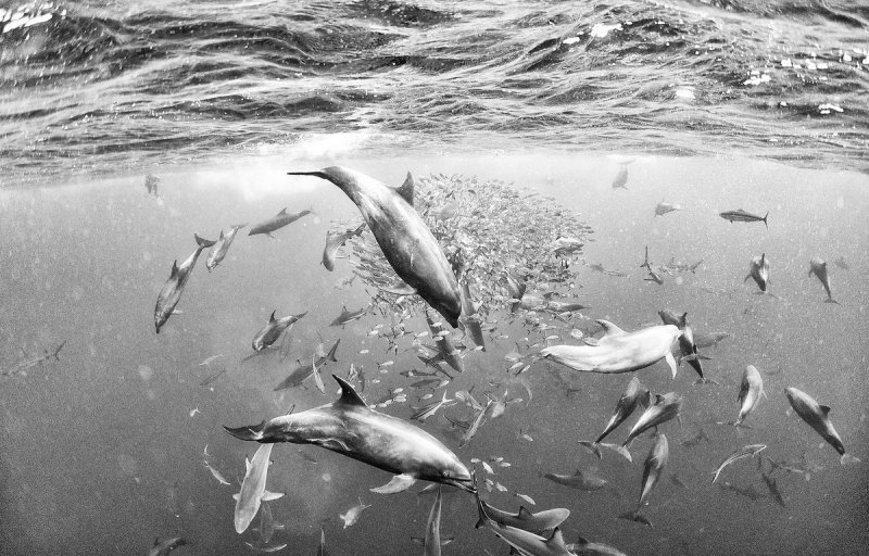 Жизнь под водой от фотографа Ануара Патьяне - №1