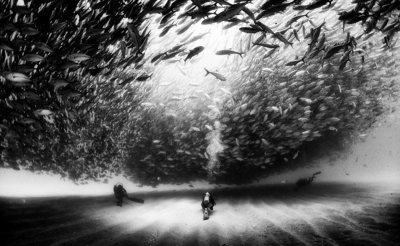 Жизнь под водой от фотографа Ануара Патьяне - №8