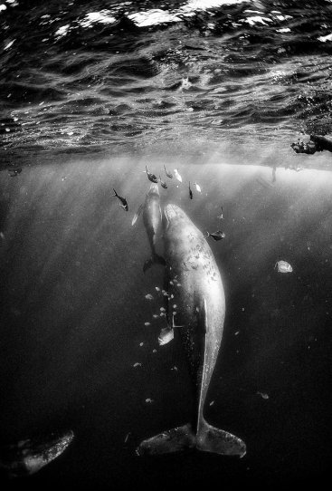 Жизнь под водой от фотографа Ануара Патьяне - №20