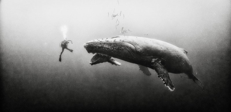 Жизнь под водой от фотографа Ануара Патьяне - №19