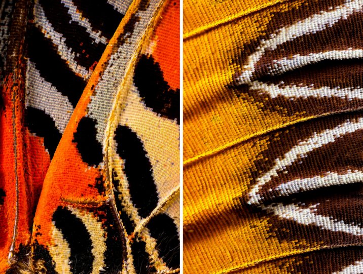 «Крылья бабочек». Фотограф Крис Перани - №3