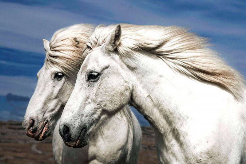 Дикие лошади Исландии - №2
