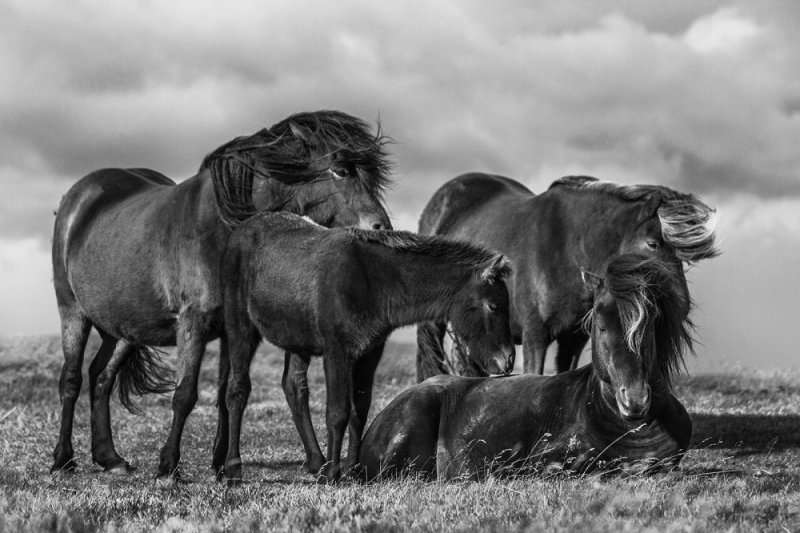Дикие лошади Исландии - №14