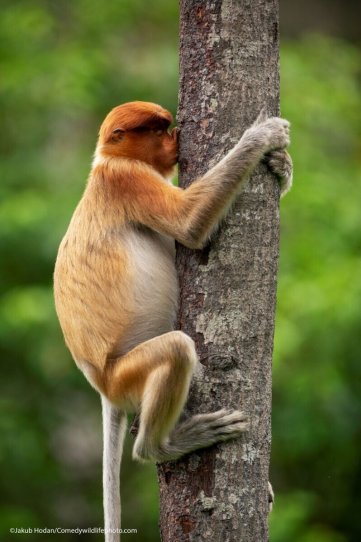 Эта обезьяна почесывает хоботок или целует дерево. Автор Якуб Ходан.