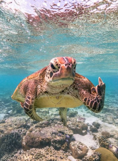 Главный победитель Comedy Wildlife Photography Awards 2020. Черепаха показывает фотографу средний палец. Остров Леди-Эллиот, Большой барьерный риф, Австралия. Автор Марк Фицпатрик.