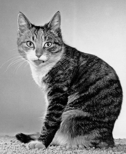 Уолтер Чандоха и его 90 тысяч фотографий котов - №16