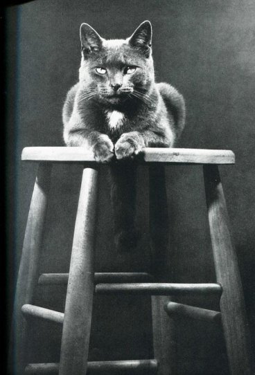 Уолтер Чандоха и его 90 тысяч фотографий котов - №3