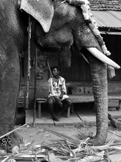 Luke Fabish «Отдых на параде слонов». Высокая оценка жюри в категории «Фотожурналистика»|Любители.