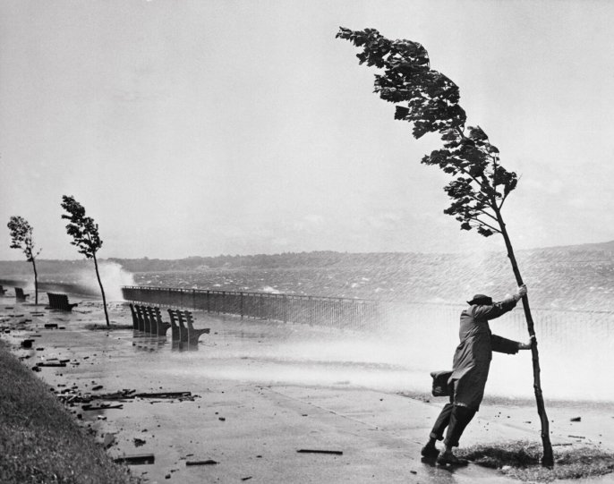 Человек, дерево и ураган Кэрол, Бруклин, 1954 год. Фотограф Стэнли Холл.