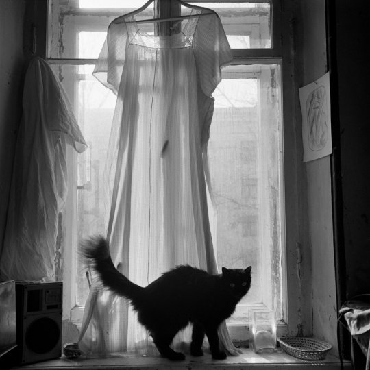 «Кошка на окне». Фотограф Мария Снигиревская.