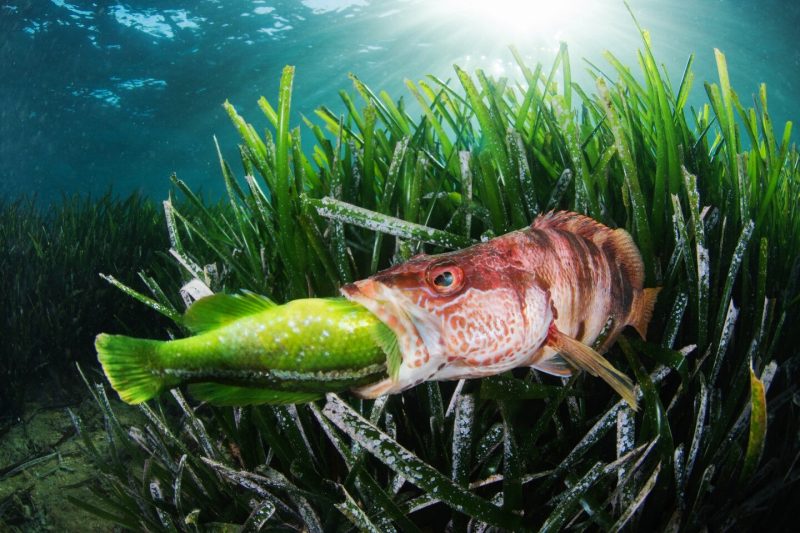 Лучшие фото в номинации «Поведение». Javier Murcia / Underwater Photographer of the Year 2022.