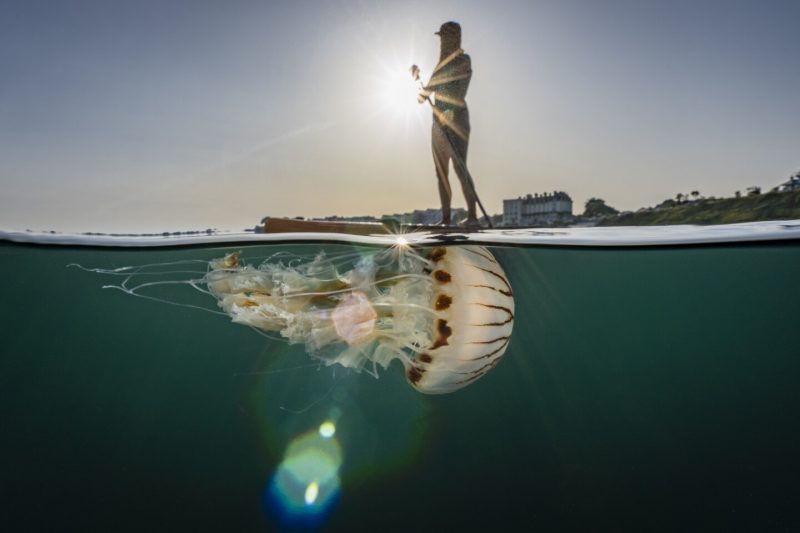 Лучшее фото в номинации «Совместная жизнь». Lewis Michael Jefferies / Underwater Photographer of the Year 2022.