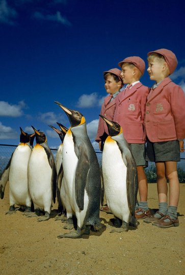 Школьники и пингвины в Лондоне, Англия, 1953 год.