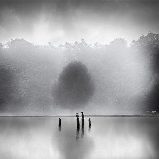 «Бакланы в тумане». Фотограф Джордж Дигалакис.