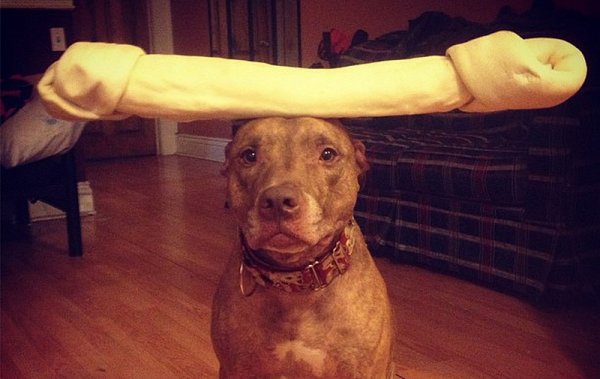 Скаут – самая спокойная в мире собака в блоге Фото юмора - №2