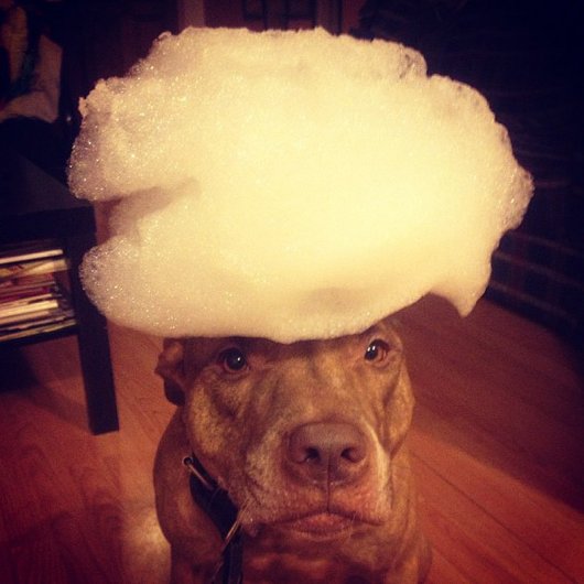 Скаут – самая спокойная в мире собака в блоге Фото юмора - №6