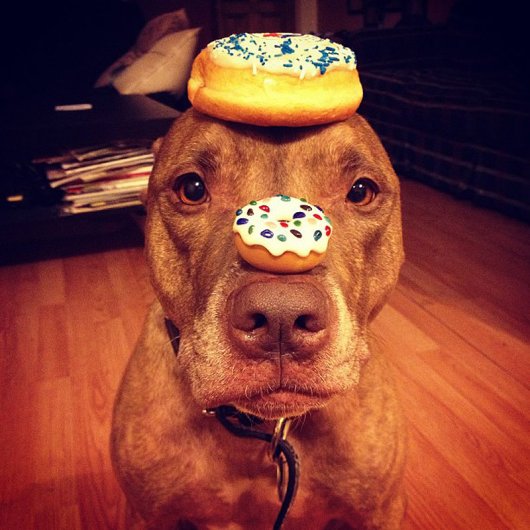 Скаут – самая спокойная в мире собака в блоге Фото юмора - №18