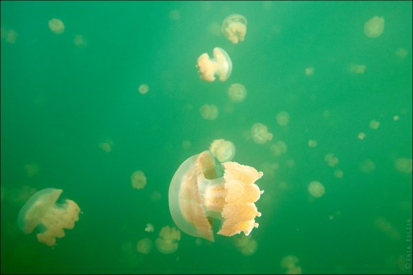 Красивые фото озера медуз - №17