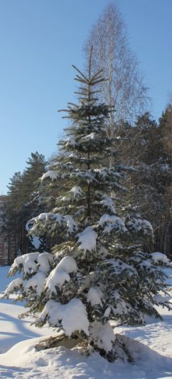 ель и берёза