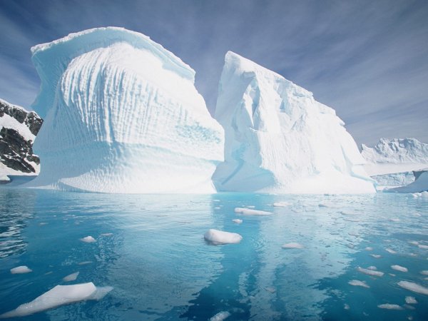 животный мир Антарктиды фото