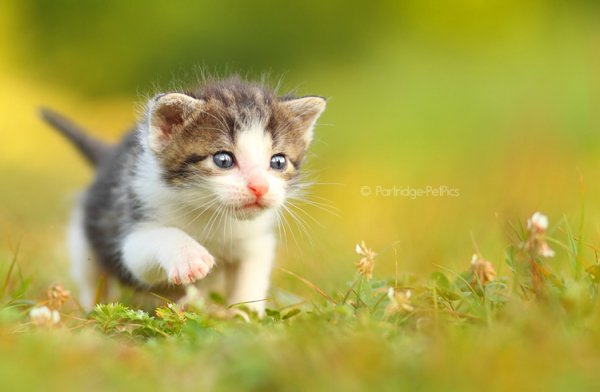 Кошки в восхитительных и милых фото - №33