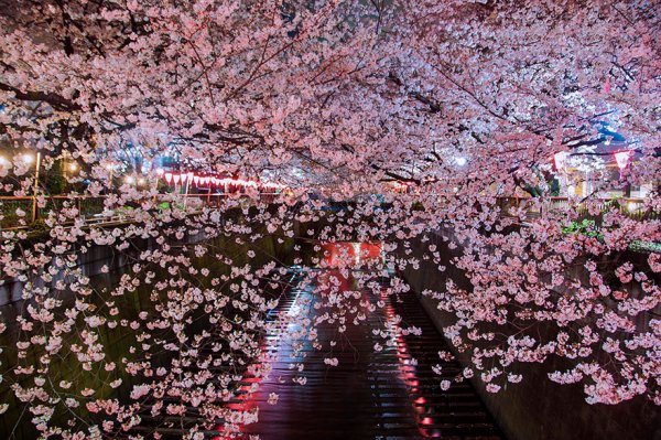 Самые красивые фотографии цветения сакуры - №3