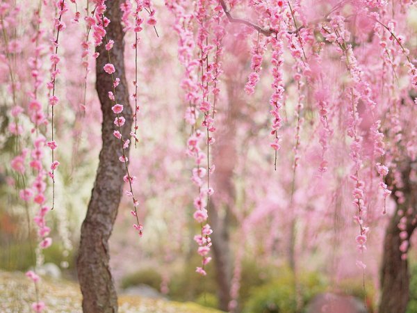 Самые красивые фотографии цветения сакуры - №7