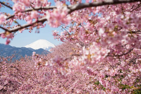 Самые красивые фотографии цветения сакуры - №11