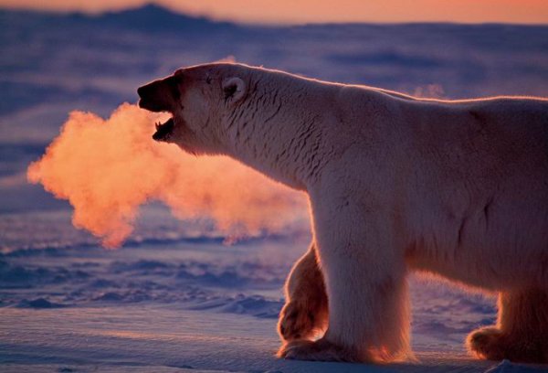 “Полярная одержимость” (Polar Obsession) Пола Никлена (Paul Nicklen).