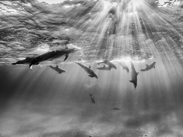 удачный кадр фото - Игра дельфинов. © Nadia Aly