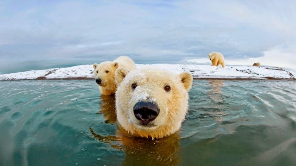 удачный кадр фото - Полярные медведи. © Steven Kazlowski