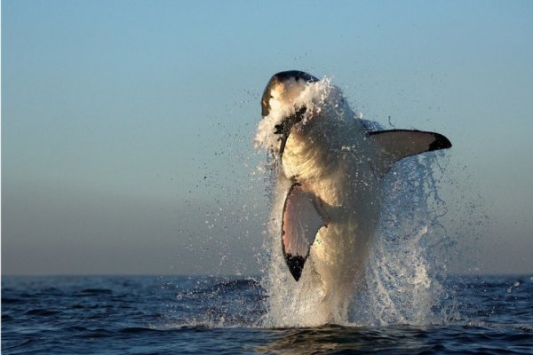 Опасные акулы Фото: Альфред Вейссенггер
