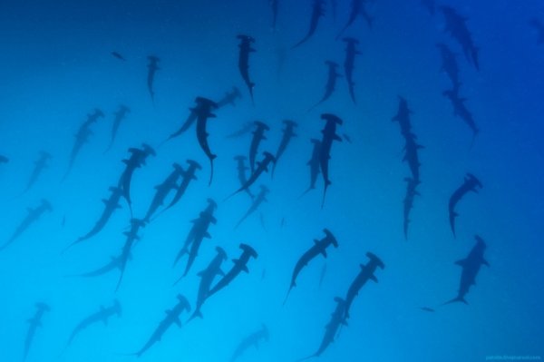 акулы опасные фото Фото: Александр Сафонов