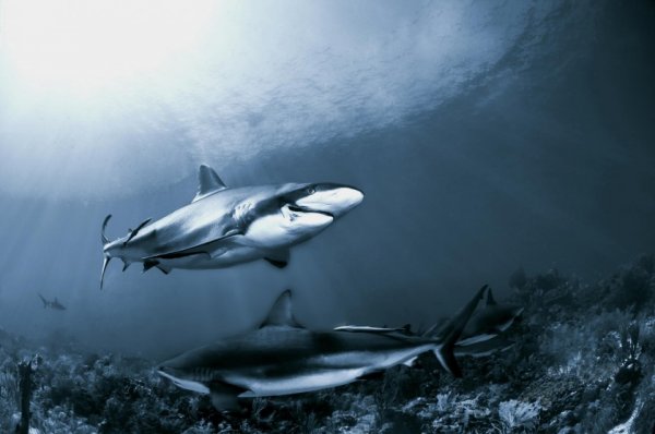 акулы опасные для человека Фото: Хулио Сан Хуан