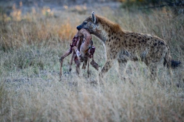 .. Гиена следует по пятам за леопардами и в 60% случаев они отбирают добычу у леопардов!