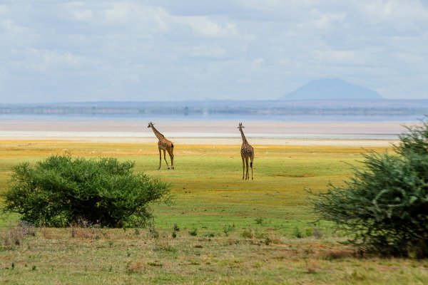 Моё путешествие по национальным паркам Танзании... - №10