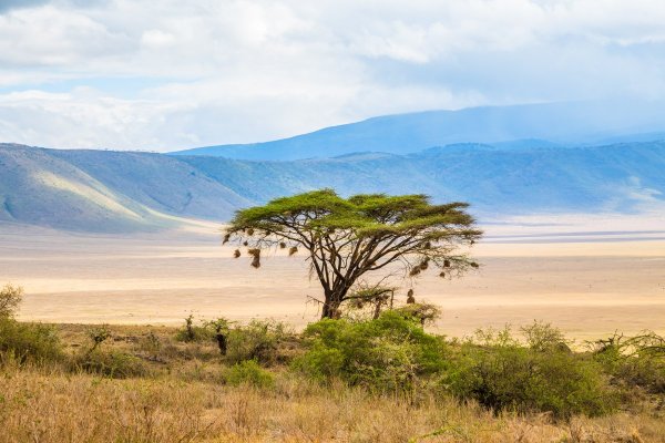 Моё путешествие по национальным паркам Танзании... - №18