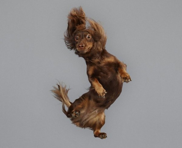 летающие собаки фото