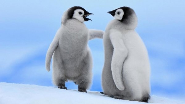 маленькие пингвины фото