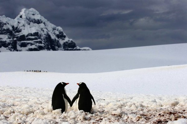 Пингвины на фото