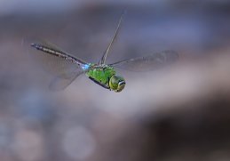 Евгений Слободской