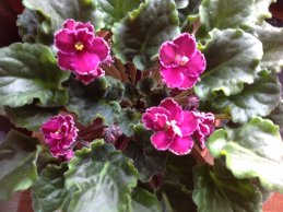 Алла Родинская 