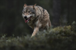 Александр Бочериков