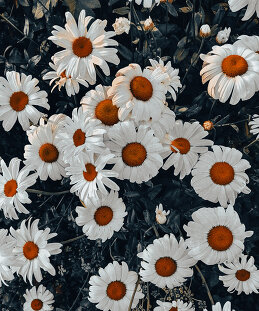 Дмитрий Курский 