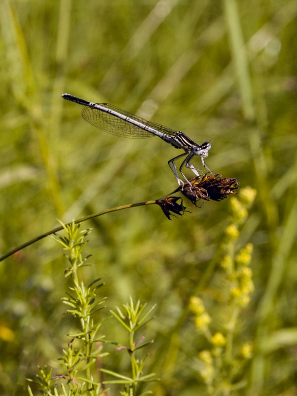 Лето красное пришло - Olga Golub Лето красное пришло - Olga Golub