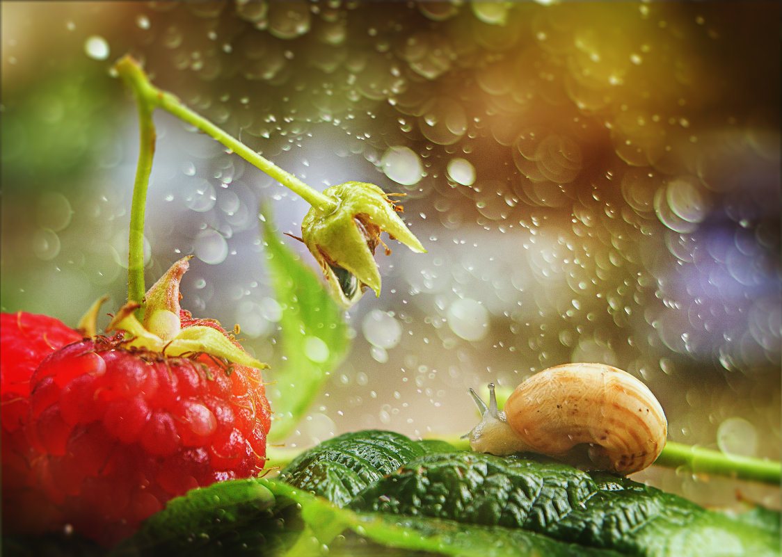 после дождика - Наталья после дождика - Наталья