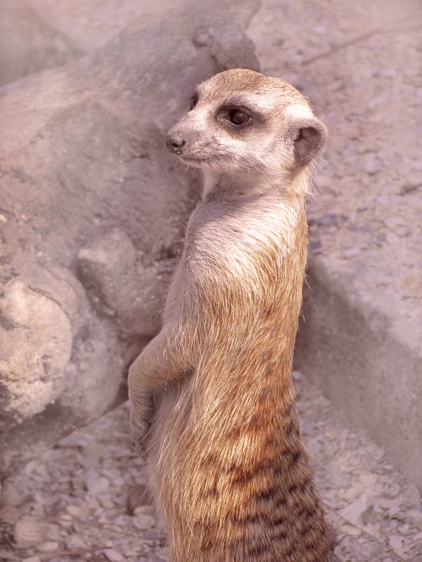 сурикат - NataliyaKoch Коч